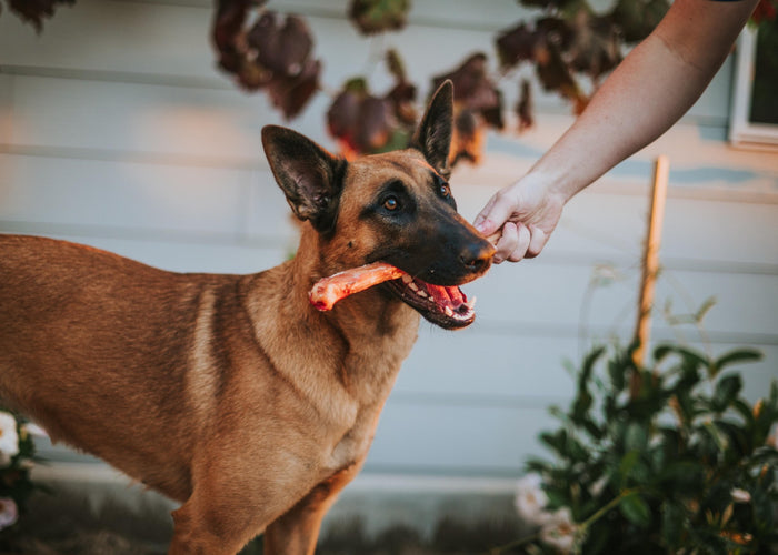 Bully sticks vs. rawhide: which one wins the chew wars?