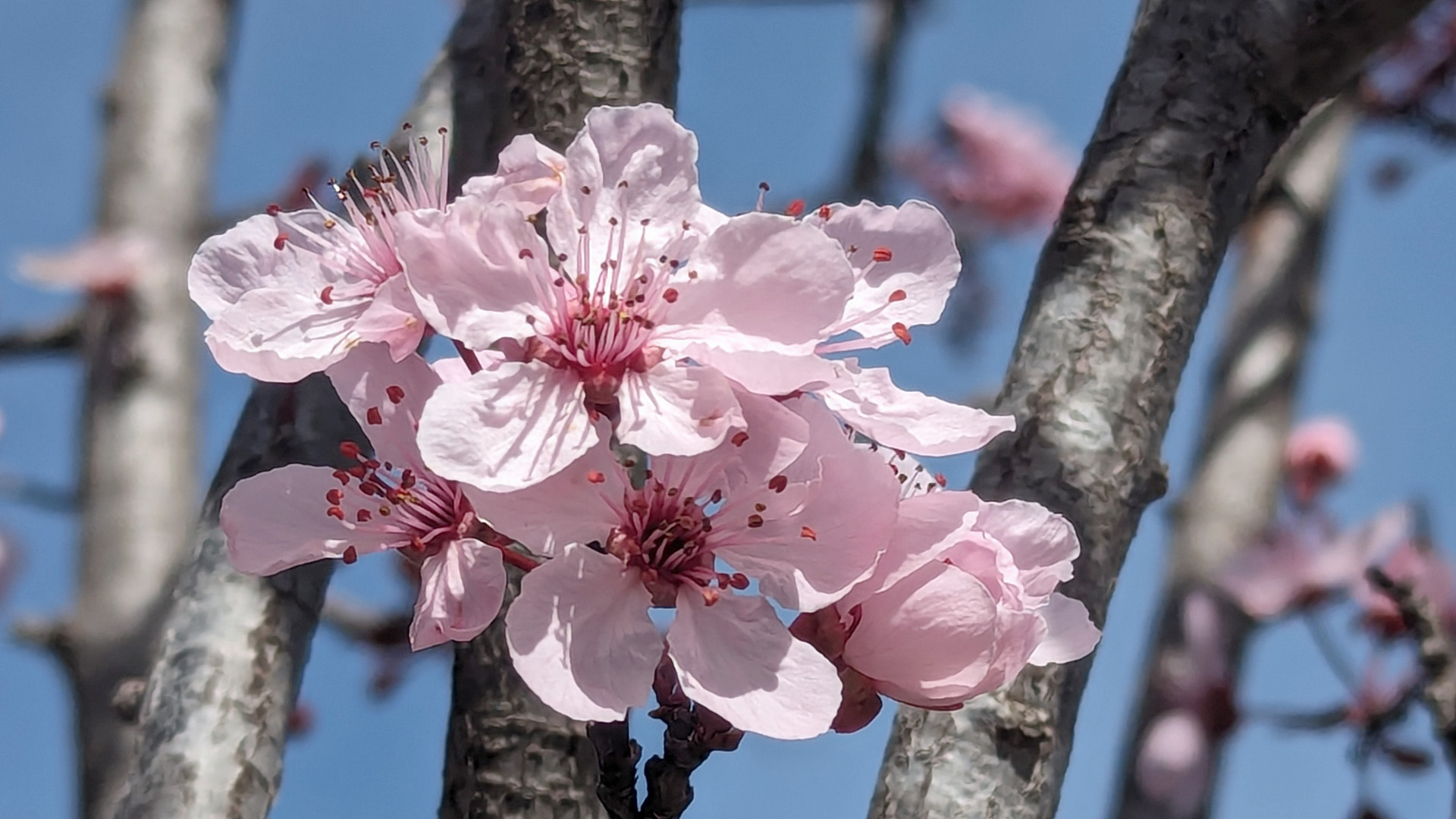 prunera fulla vermella Lina Aguasca