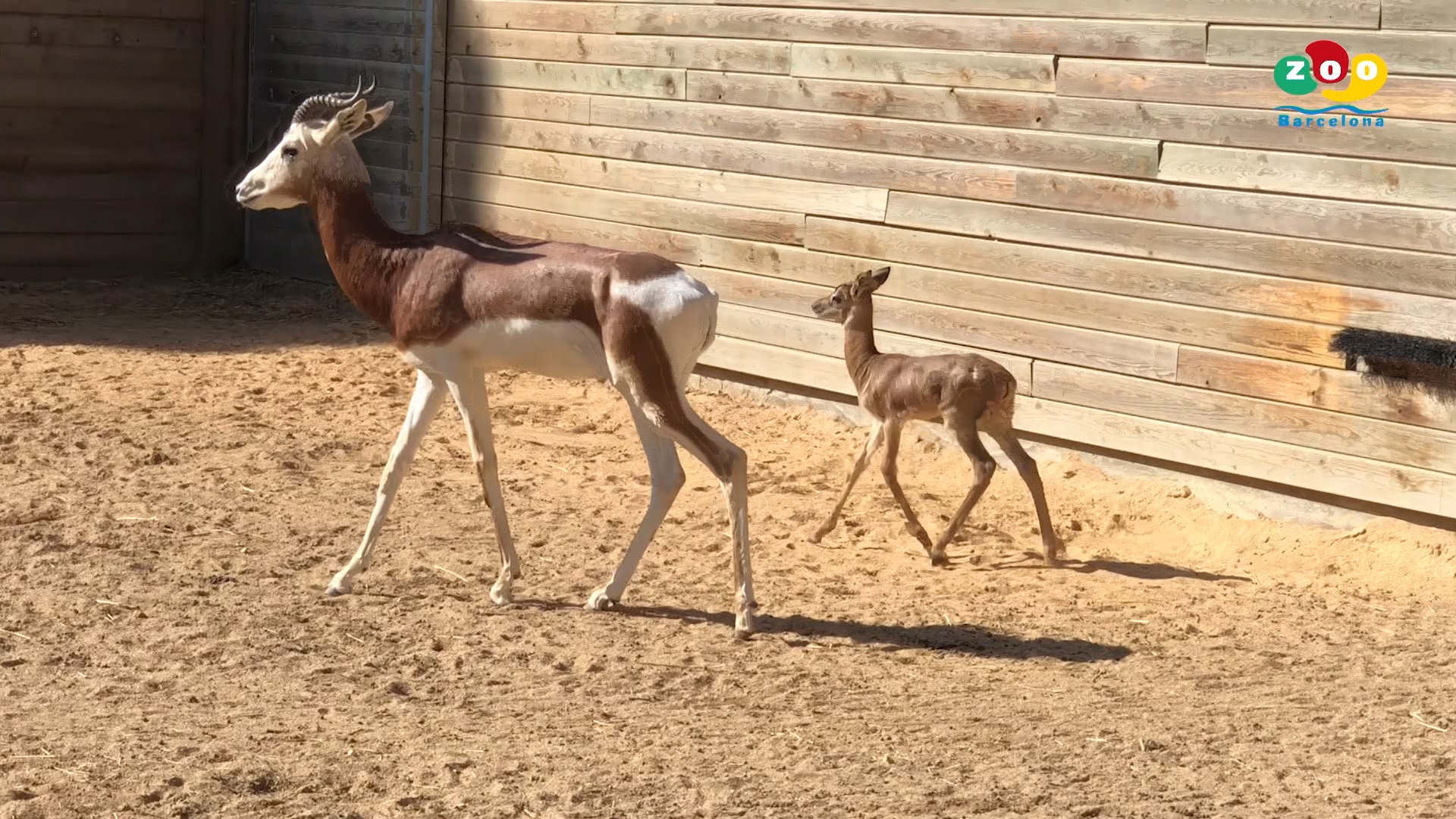 Cria de gasela amb la seva mare